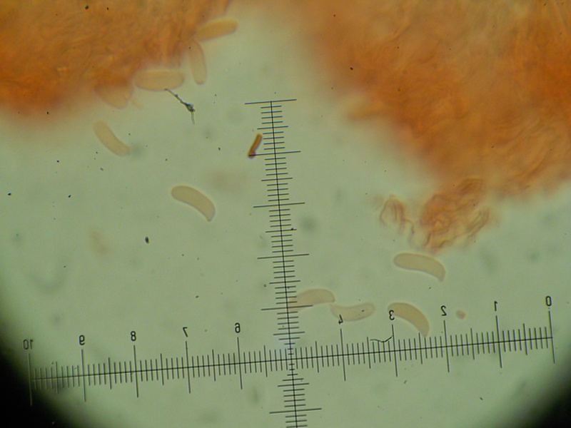 Crosta giallina da determinare (Hyphoderma radula)